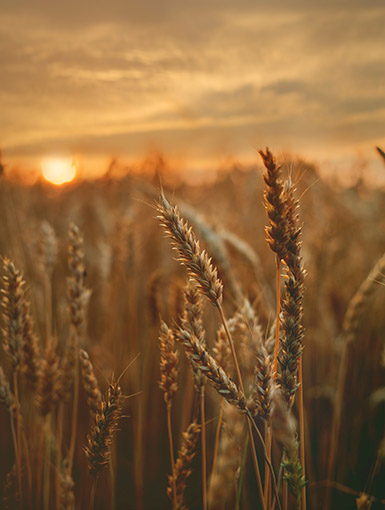 goldenes Getreidefeld bei Sonnenaufgang